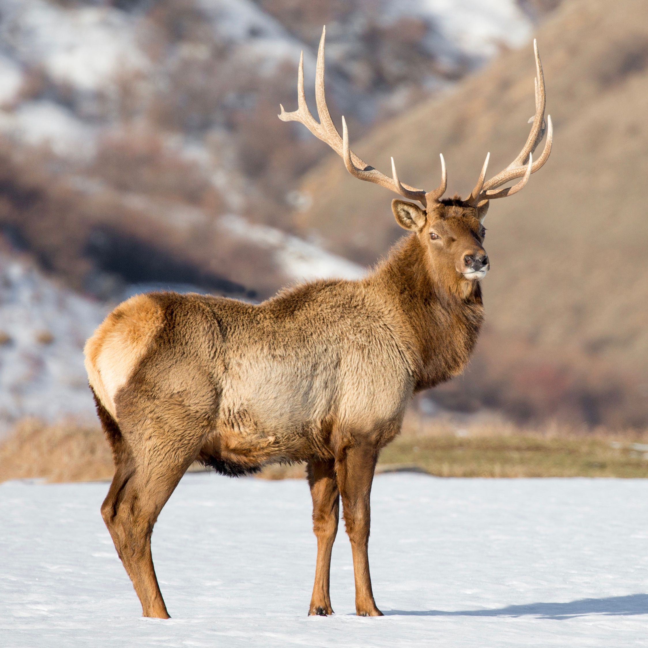 Сибирский благородный олень